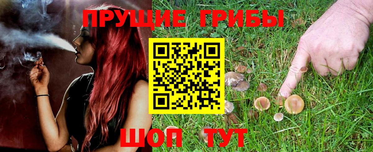 Галлюциногенные грибы Psilocybe Шали